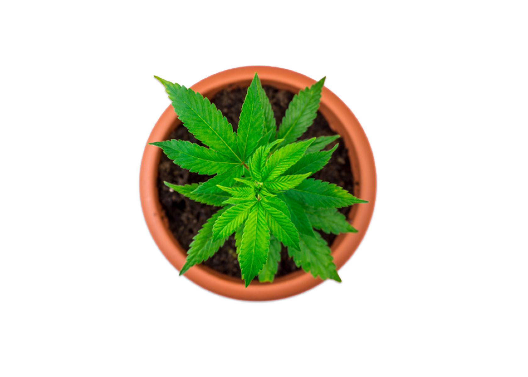 Cannabis plant in planter